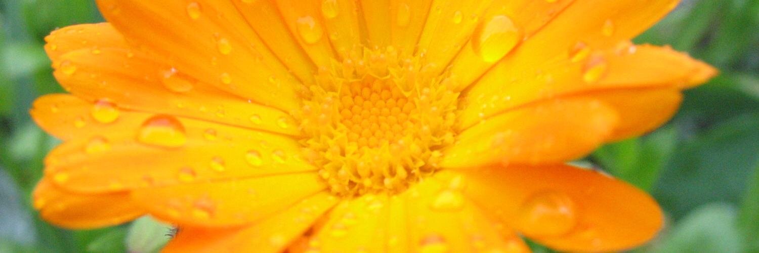 Cheezweezl's profile banner image