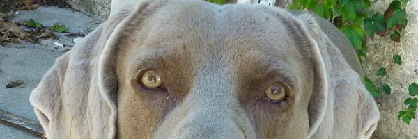 alitamontevideo Profile Banner