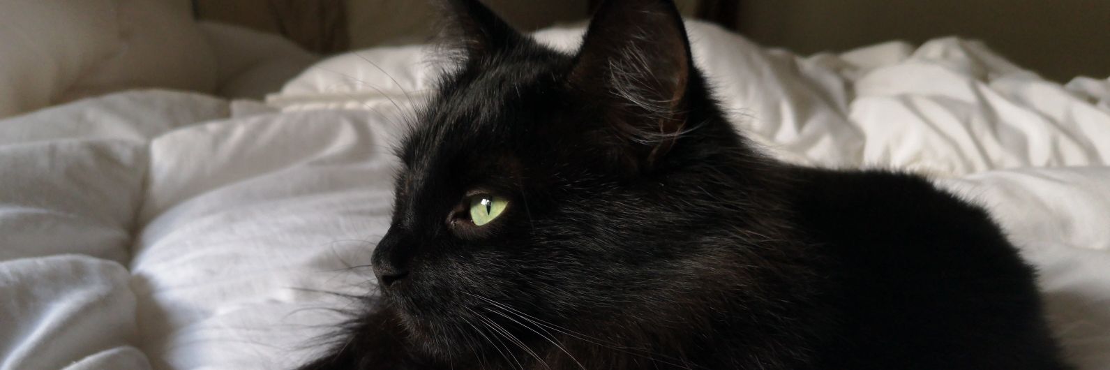 Paul Foubsert🇫🇷 banner