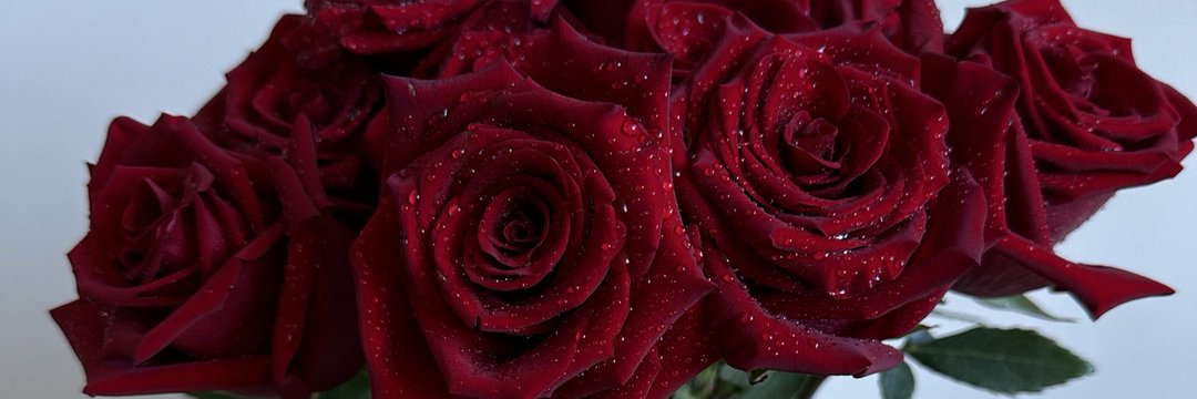 𝕹𝖊𝖔𝖓 𝕽𝖔𝖘𝖊🌹 banner