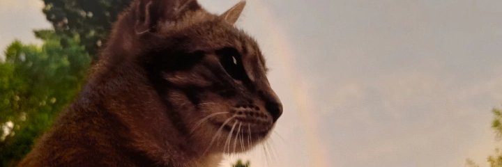 MiliTortul's profile banner image