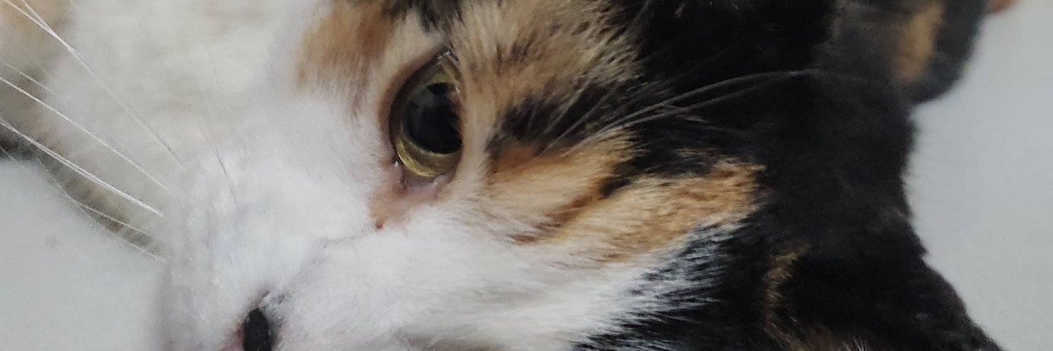 ninioanarco's profile banner image