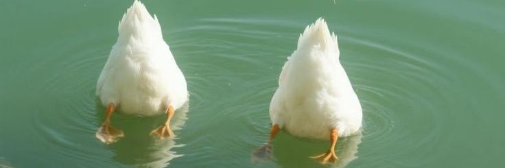 곡새콤식🕯 banner