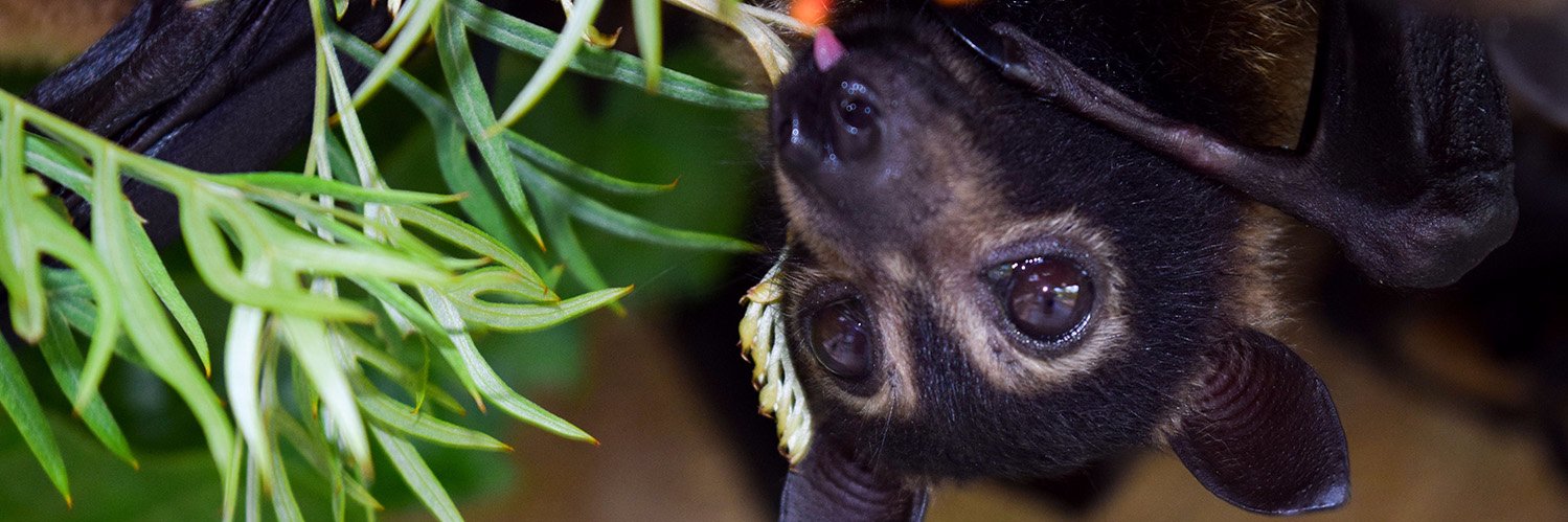 BatusiNights's profile banner image