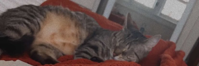 Catjo2017's profile banner image