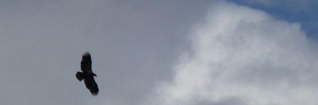 pinermagic's profile banner image