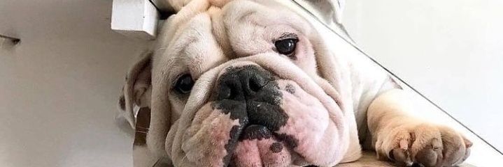 🇻🇪 Efrain jose banner