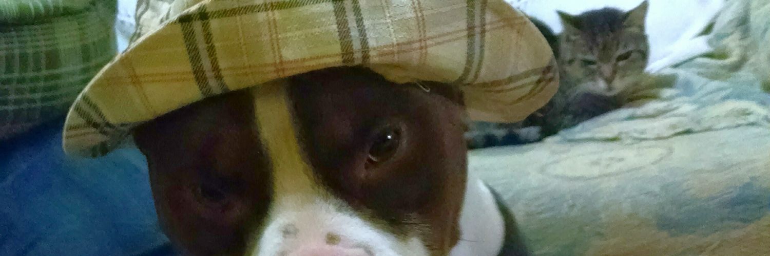 fernandomarroig's profile banner image