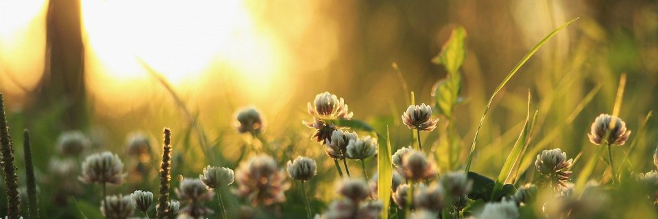 QYResearchOfficial banner