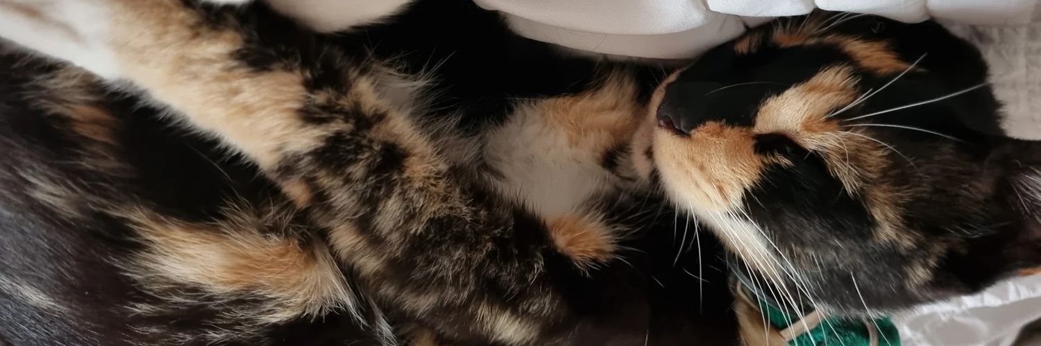 BriiFiol's profile banner image