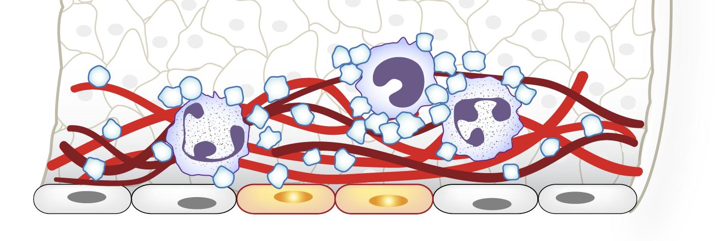 Matthew Rondina banner