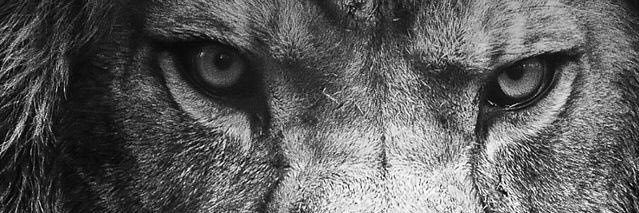 RAM1REZ__'s profile banner image