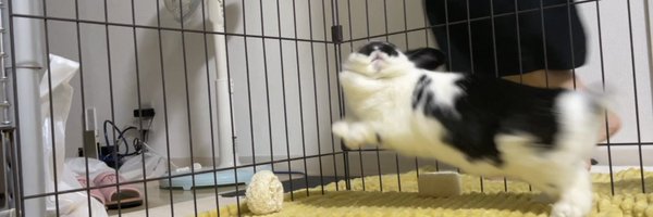 vdj_amacs Profile Banner