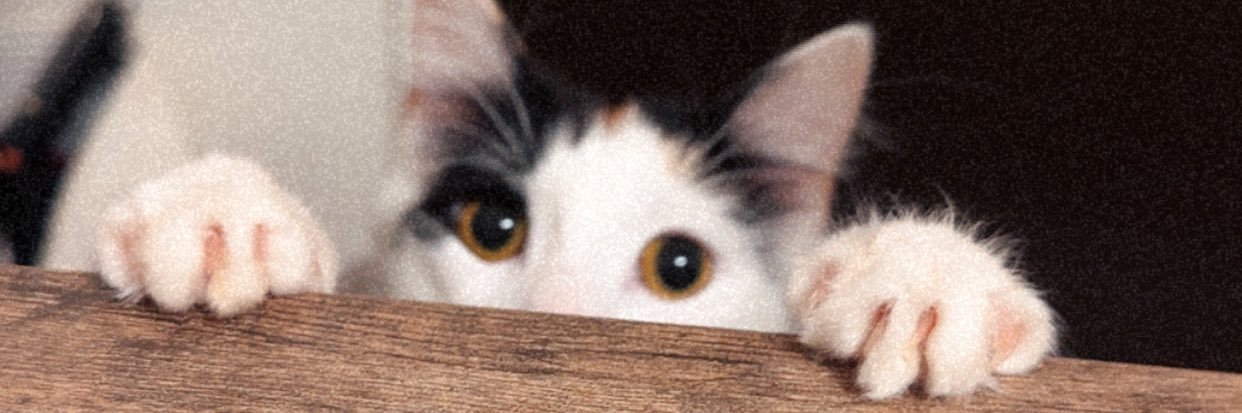 desweenie's profile banner image