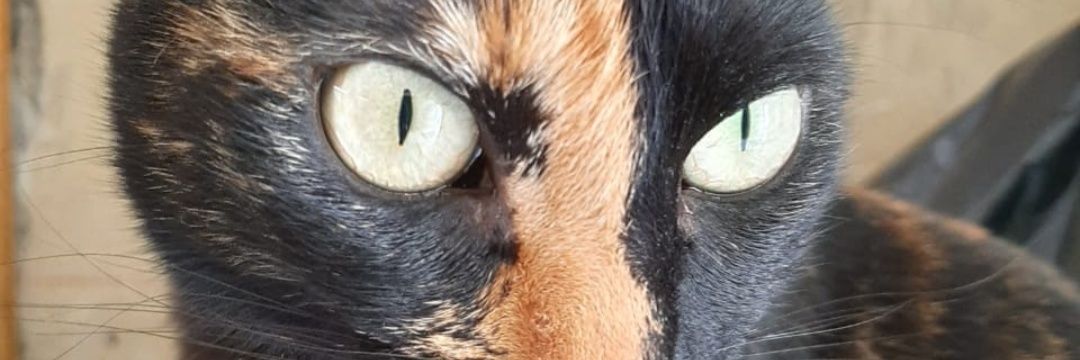 La loca de los gatos 🇵🇸 banner