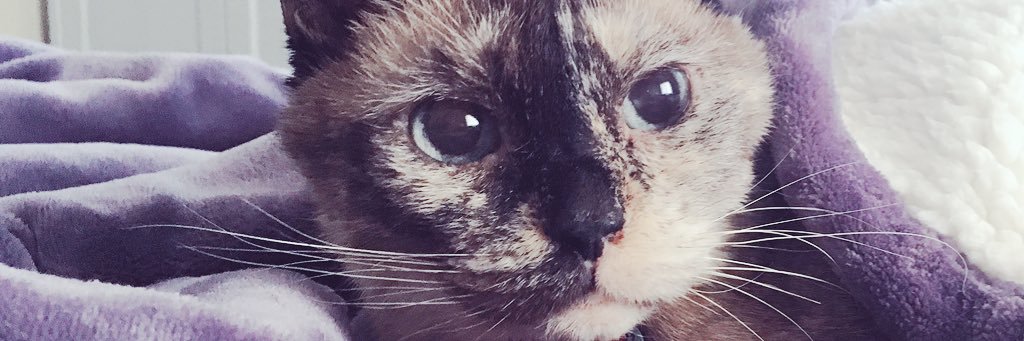 KaraLindquist's profile banner image
