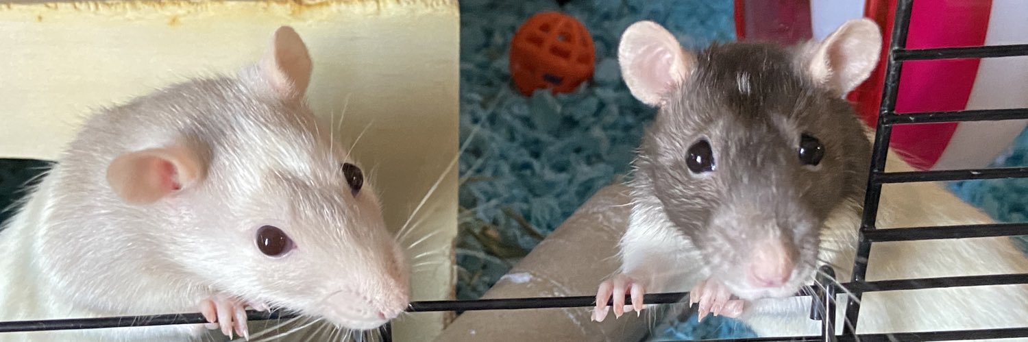 ShelbyWeborg's profile banner image