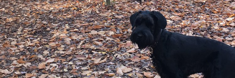 mariepiee's profile banner image