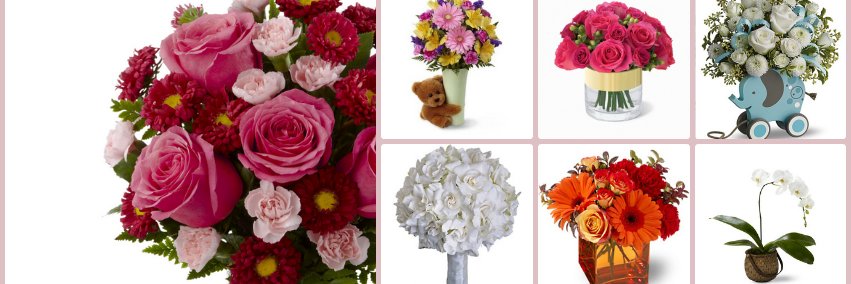 flowerkingdom's profile banner image