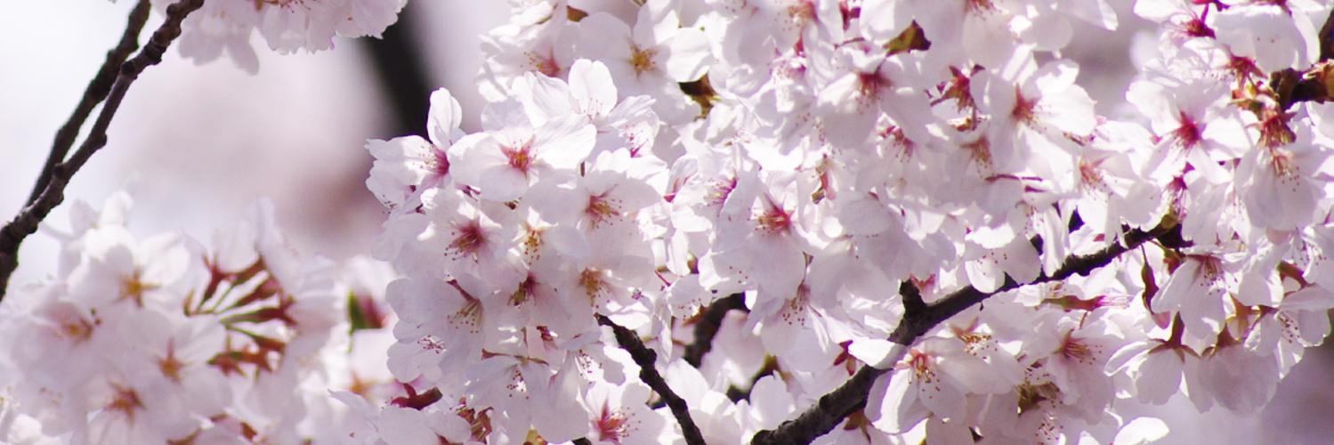 megu_magi's profile banner image