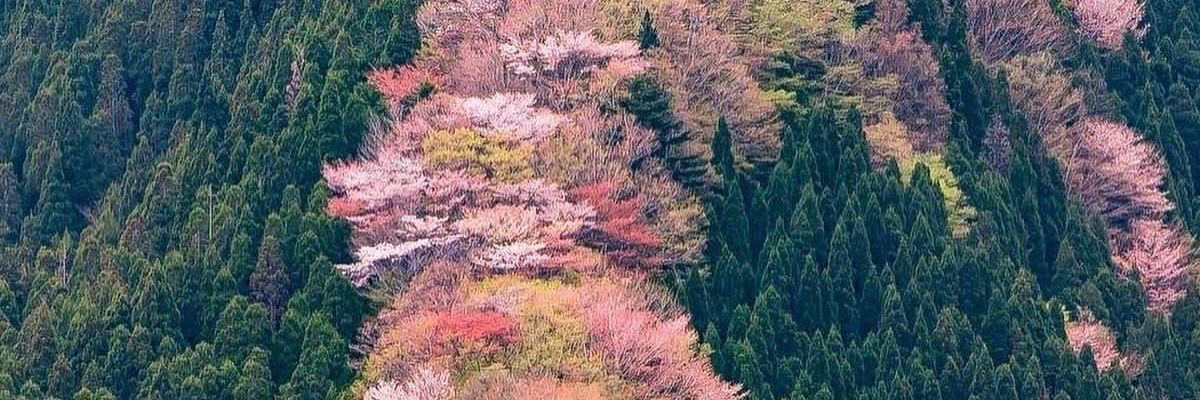 chenobyi's profile banner image