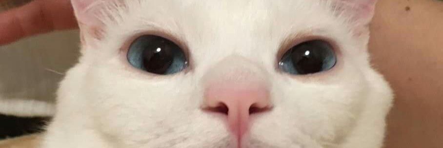 SyaffeaxRosdy's profile banner image