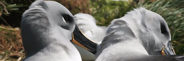 KRSSnell Profile Banner