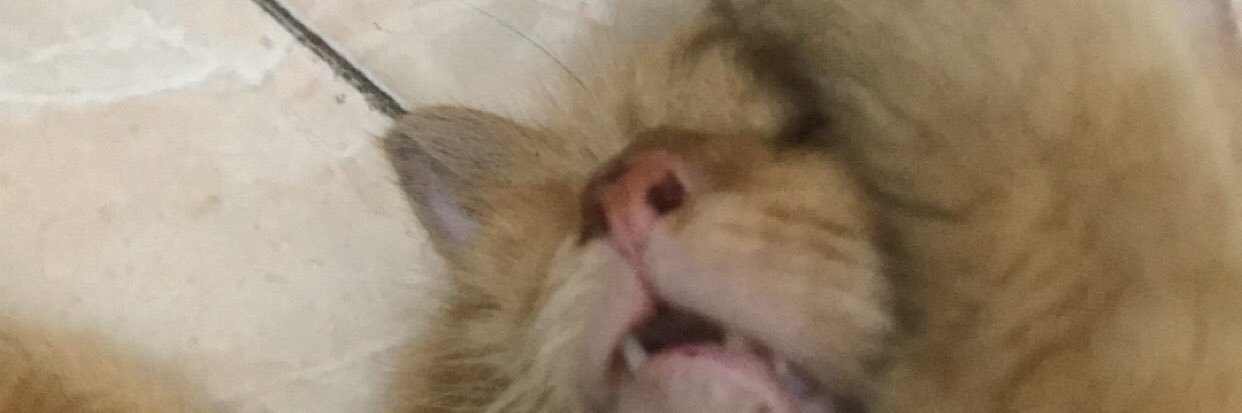 fandarioo's profile banner image