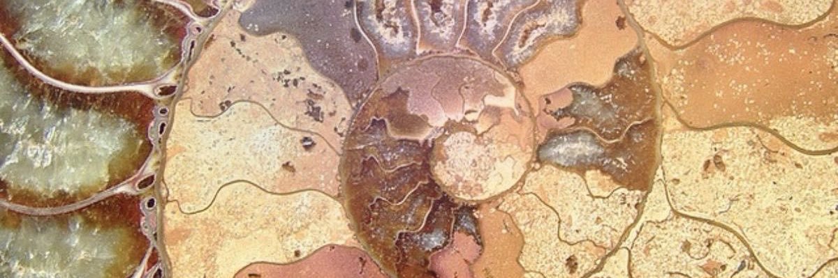 earthycelina's profile banner image