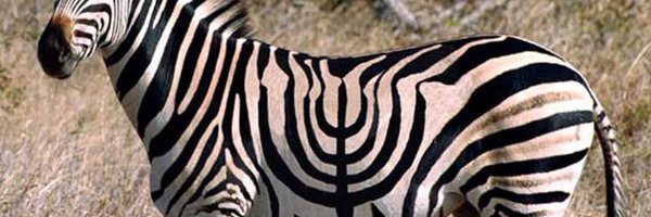 Lazyblinker Profile Banner