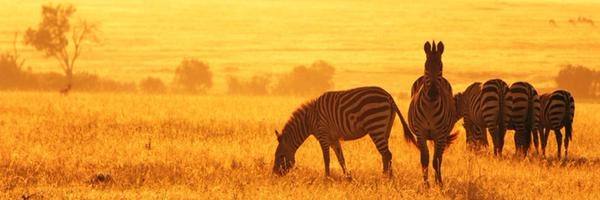 tazvanas Profile Banner