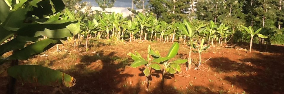 Adrian Samuel Guchu banner