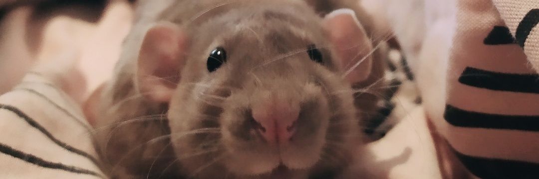 IsabelFilgueiss's profile banner image