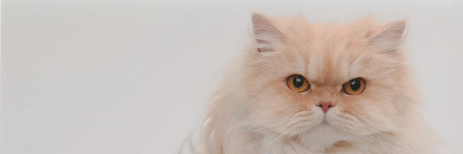 duckthecat's profile banner image