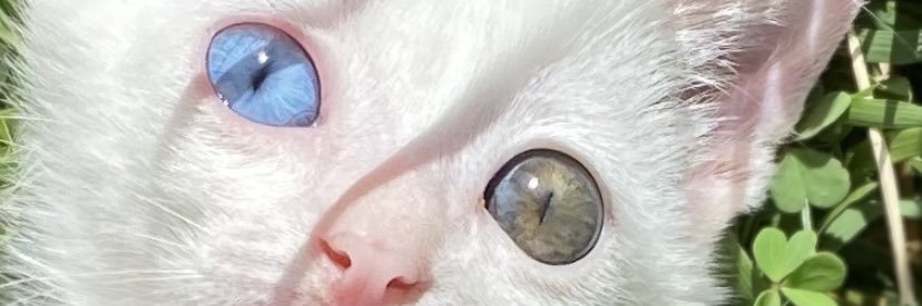 belcelio's profile banner image