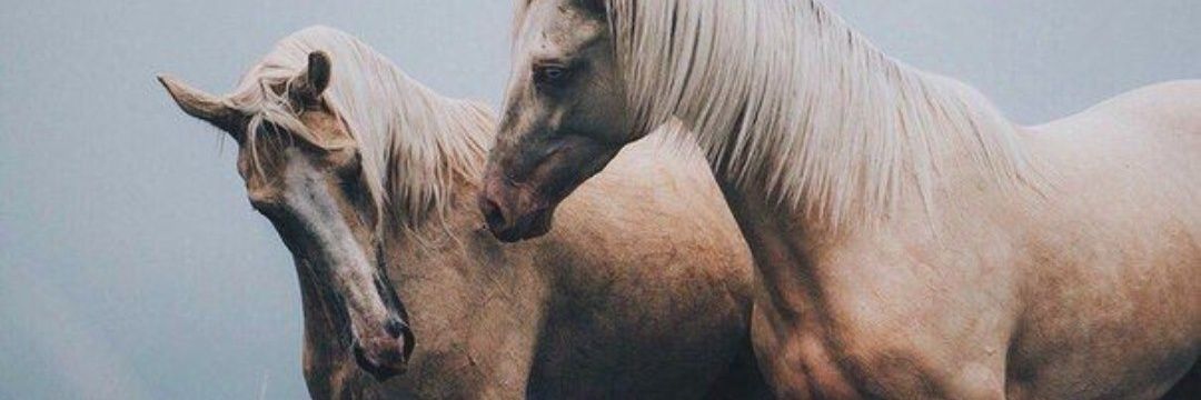 alffonnzo's profile banner image
