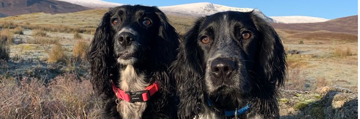 LindiBinnie's profile banner image