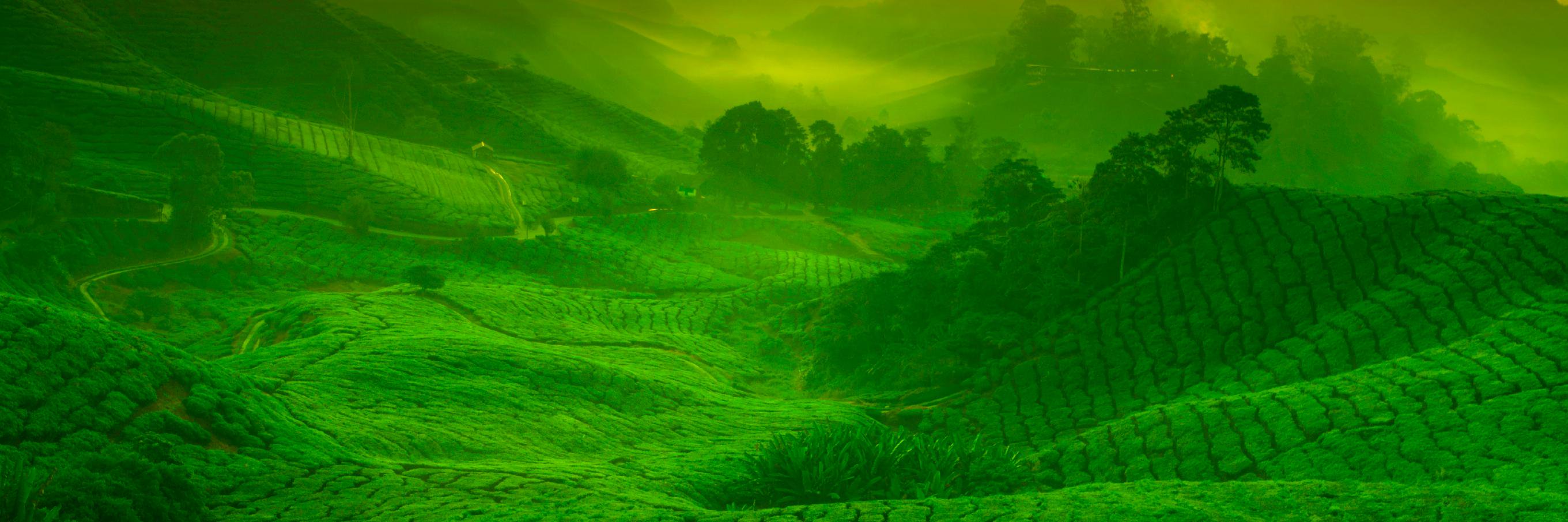MatchaGarden's profile banner image