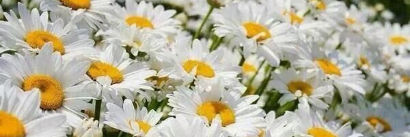 Pilarcero's profile banner image