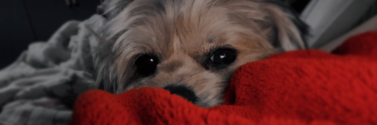 Papumlet's profile banner image