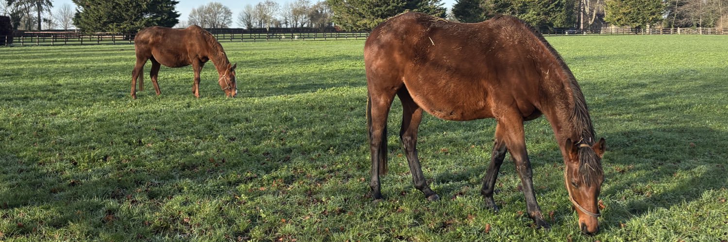 Roz Kay 🐎🌳📚 banner