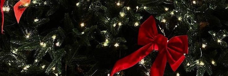 แมวโกลเด้น ᴬᴿᴵᴿᴬᴺᴳ banner