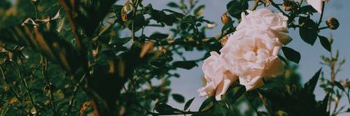 who banner