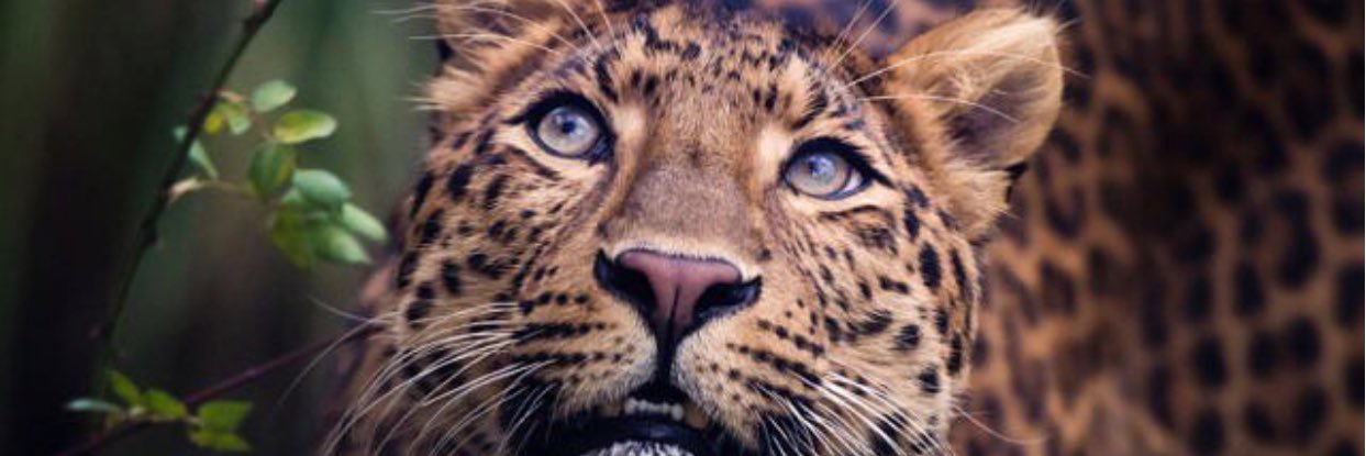 johanssonidaa's profile banner image