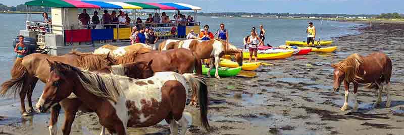 AssateagueTours's profile banner image