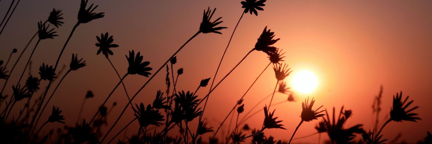 baby carrot✨ banner