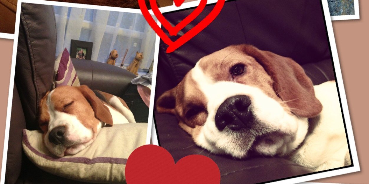 Otis_Beagle's profile banner image
