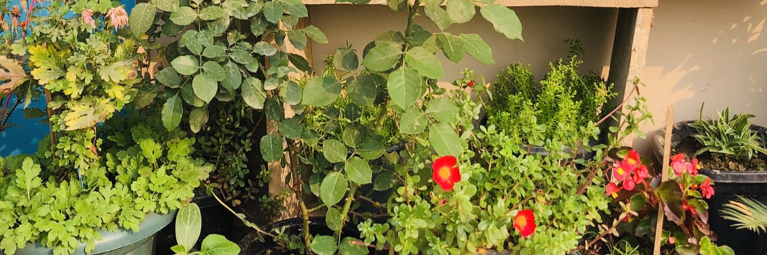 Bitupon Chetia banner