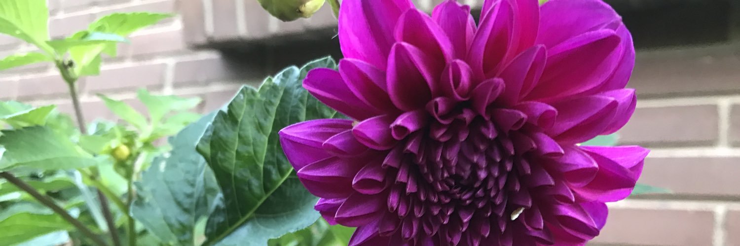 MEHoustonLund's profile banner image