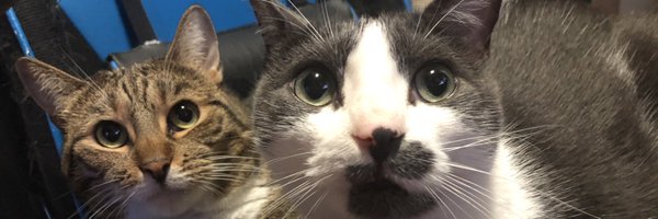 xTypophobia Profile Banner